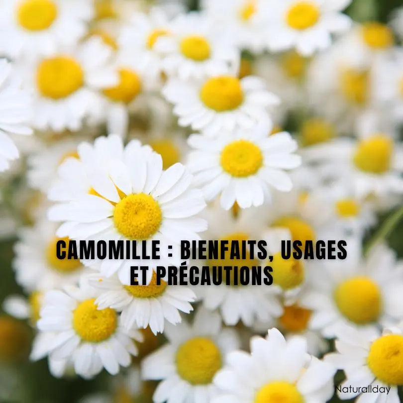 Camomille : bienfaits, usages et précautions – Tisane, peau, sommeil & plus encore