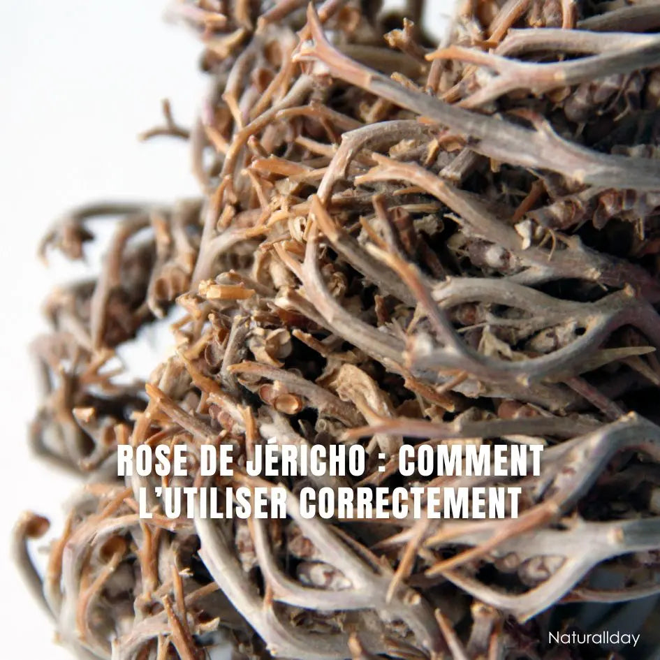 Rose de Jéricho (Chajara Maryam) : mode d’emploi complet