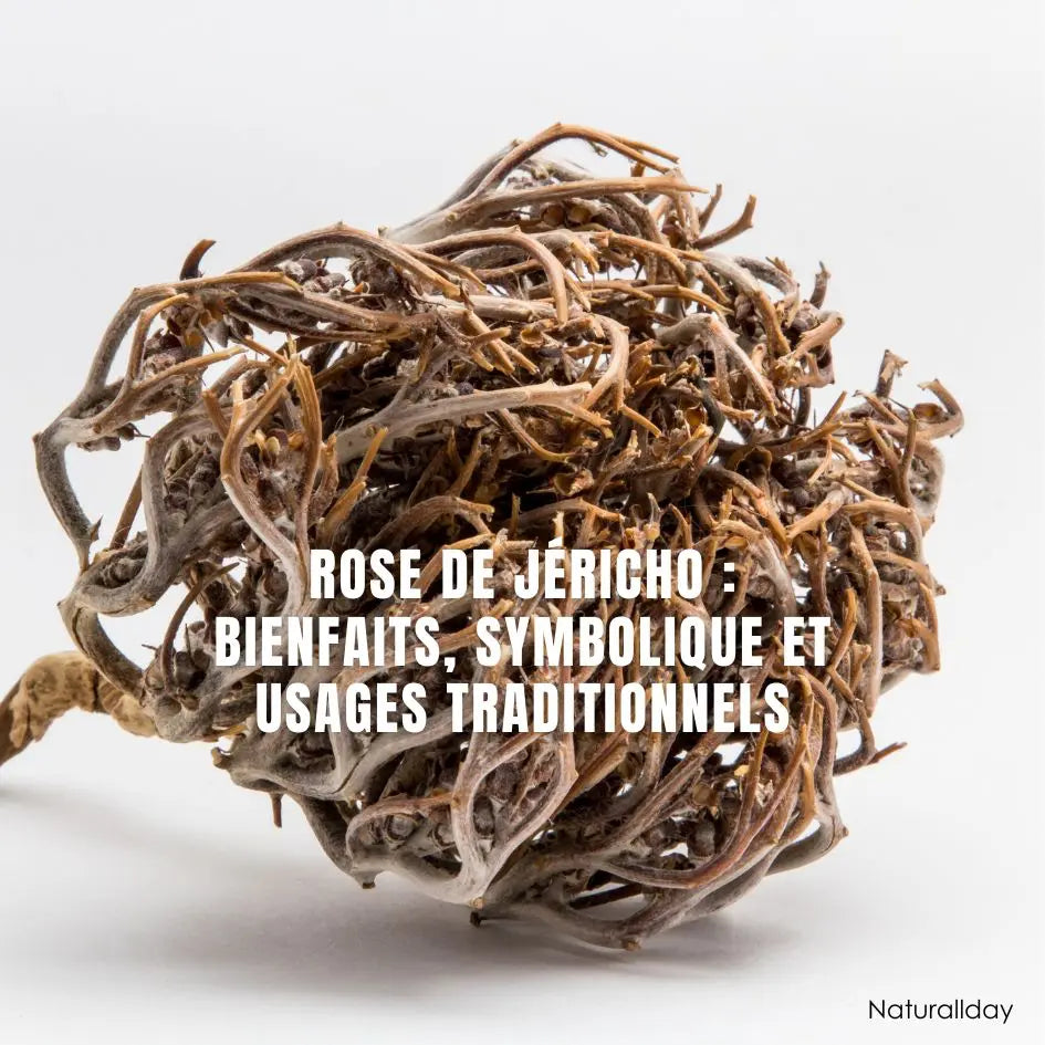 Rose de Jéricho : bienfaits, symbolique et usages traditionnels