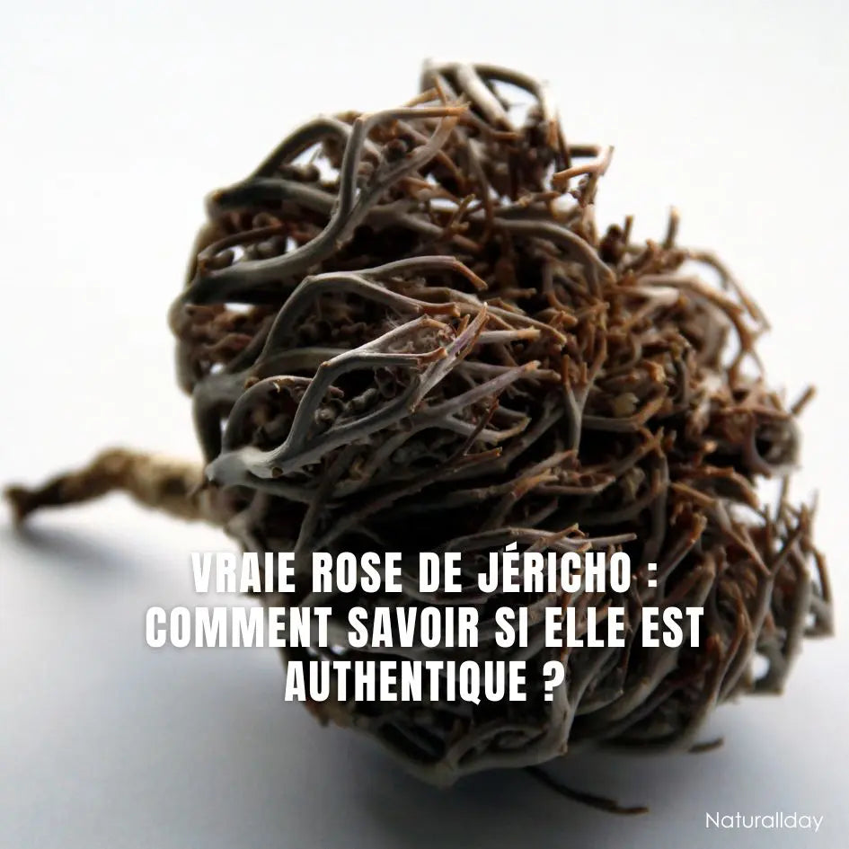 Vraie Rose de Jéricho : comment savoir si elle est authentique ?