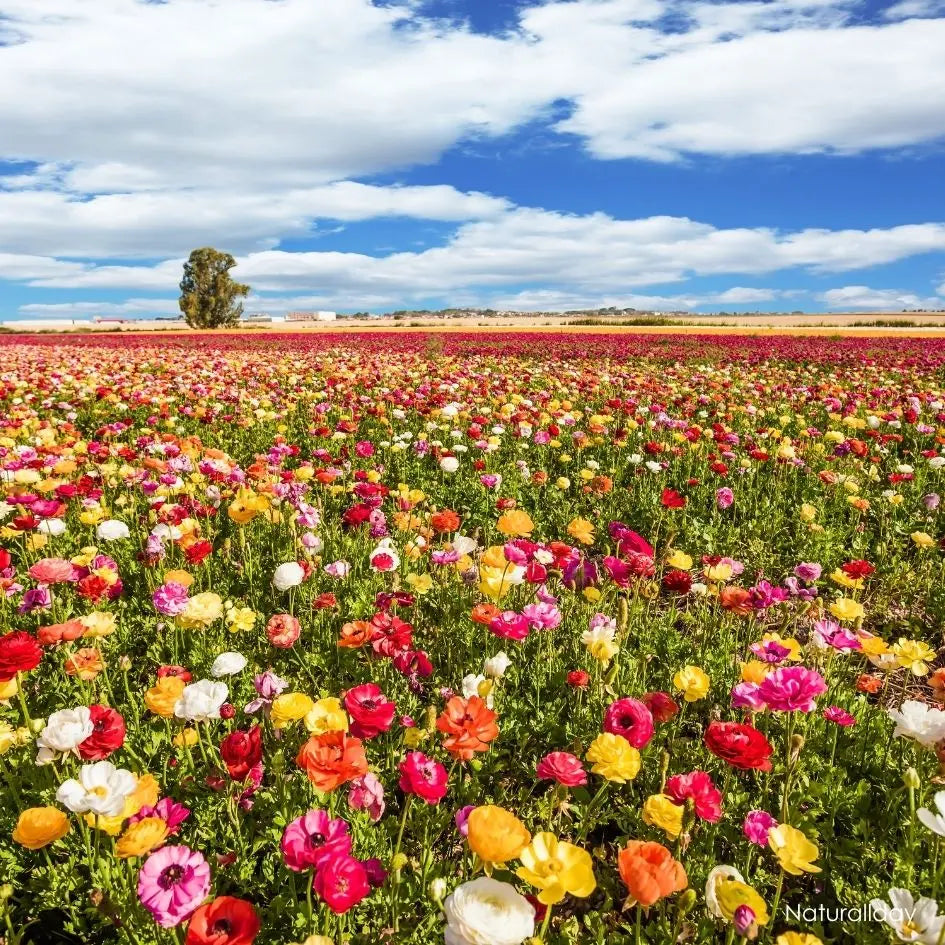 Routine naturelle de printemps