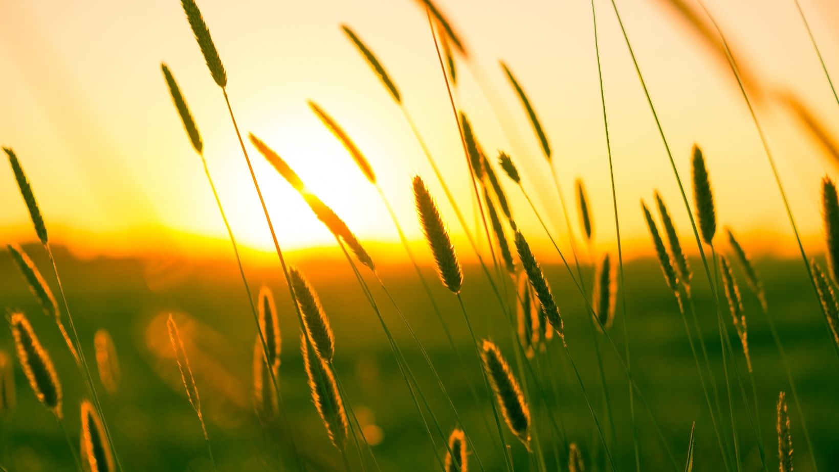 Comment prendre soin de ses cheveux en été