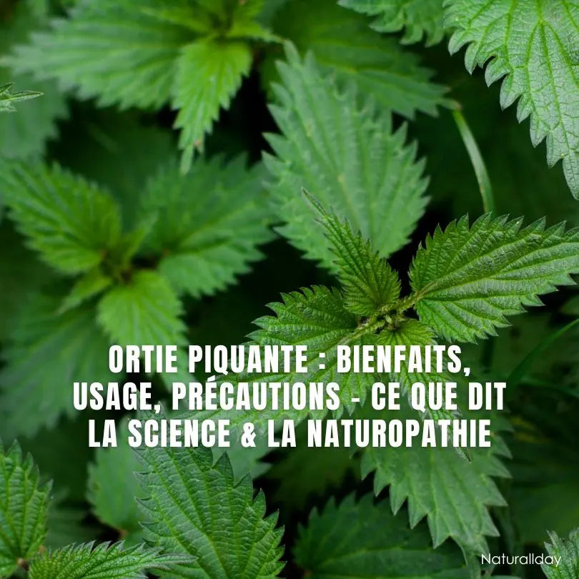 Ortie piquante : bienfaits, usages & précautions – Naturopathie & science