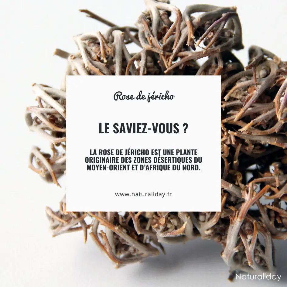 Le saviez-vous ? La Rose de Jéricho est une plante des zones désertiques