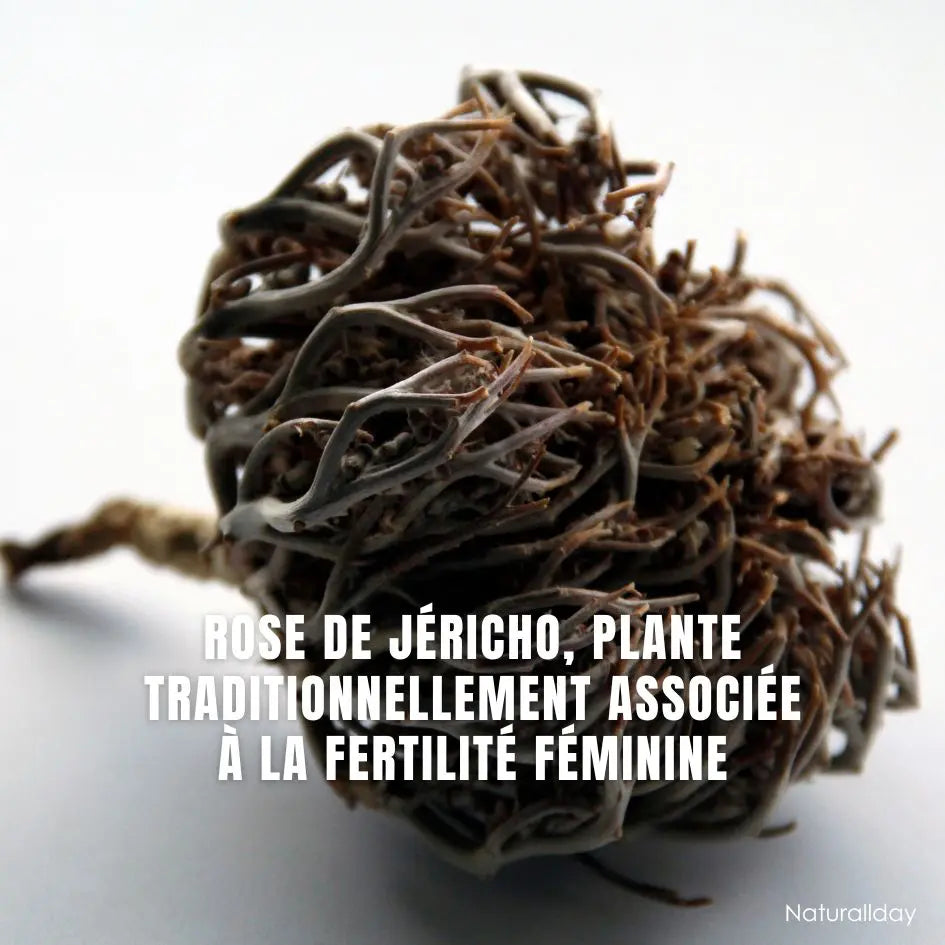 rose de Jéricho, plante traditionnellement associée à la fertilité féminine