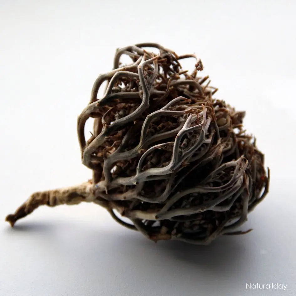 Rose de Jericho - fleur de jericho