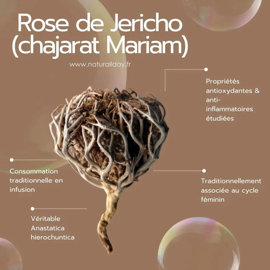 rose de jericho - chajarat maryam